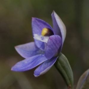 Thelymitra pauciflora at Watson, ACT - 18 Oct 2020