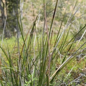 Thelymitra pauciflora at Watson, ACT - suppressed