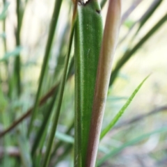 Thelymitra pauciflora at Watson, ACT - 18 Oct 2020