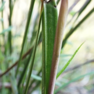 Thelymitra pauciflora at Watson, ACT - suppressed