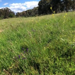 Echium plantagineum (Paterson's Curse) at Watson, ACT - 17 Oct 2020 by Pinkdog8