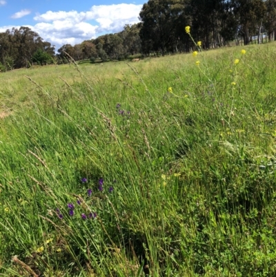 Echium plantagineum (Paterson's Curse) at Lake Burley Griffin West - 17 Oct 2020 by Pinkdog8