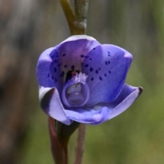 Thelymitra juncifolia (Dotted Sun Orchid) at Bruce, ACT - 16 Oct 2020 by shoko