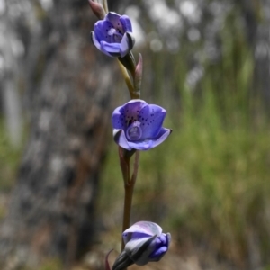 Thelymitra juncifolia at Point 5803 - 16 Oct 2020