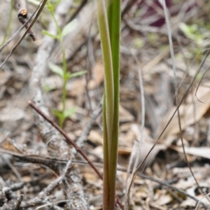 Thelymitra juncifolia at Point 5803 - 16 Oct 2020