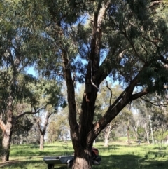 Eucalyptus nicholii (Narrow-leaved Black Peppermint) at Red Hill to Yarralumla Creek - 14 Oct 2020 by ruthkerruish