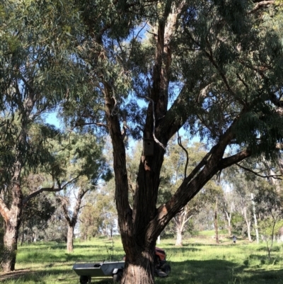 Eucalyptus nicholii (Narrow-leaved Black Peppermint) at Hughes Garran Woodland - 14 Oct 2020 by ruthkerruish