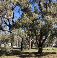 Eucalyptus nicholii at Hughes, ACT - 15 Oct 2020