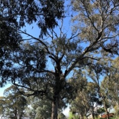 Eucalyptus melliodora (Yellow Box) at Red Hill to Yarralumla Creek - 14 Oct 2020 by ruthkerruish