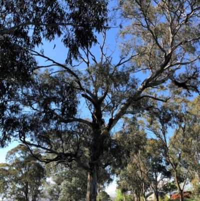 Eucalyptus melliodora (Yellow Box) at Hughes, ACT - 15 Oct 2020 by ruthkerruish