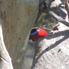 Platycercus elegans (Crimson Rosella) at Gordon, ACT - 14 Sep 2020 by MichaelBedingfield