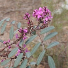 Indigofera australis subsp. australis (Australian Indigo) at Crace, ACT - 5 Oct 2020 by MichaelBedingfield