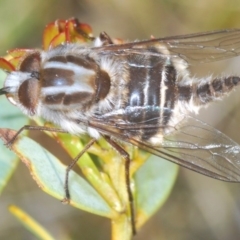 Trichophthalma sp. (genus) (Tangle-vein fly) at Black Mountain - 18 Oct 2020 by Harrisi