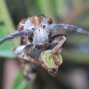 Rhytiphora lateralis at O'Connor, ACT - 18 Oct 2020