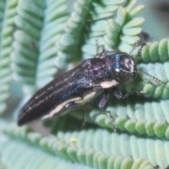 Agrilus hypoleucus (Hypoleucus jewel beetle) at Nicholls, ACT - 18 Oct 2020 by Harrisi