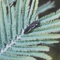 Agrilus hypoleucus at Nicholls, ACT - 18 Oct 2020