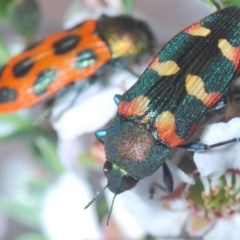 Castiarina sexplagiata at O'Connor, ACT - 18 Oct 2020