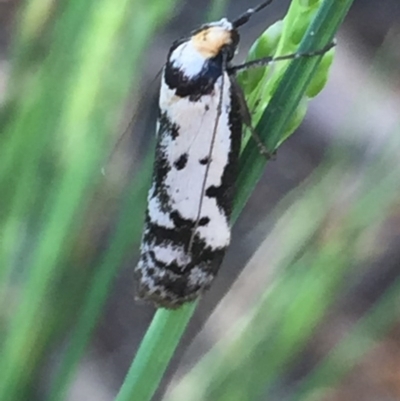 Philobota lysizona (A concealer moth) at Aranda, ACT - 18 Oct 2020 by Jubeyjubes