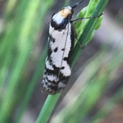 Philobota lysizona (A concealer moth) at Aranda, ACT - 18 Oct 2020 by Jubeyjubes