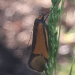 Philobota undescribed species near arabella (A concealer moth) at Aranda, ACT - 18 Oct 2020 by Jubeyjubes