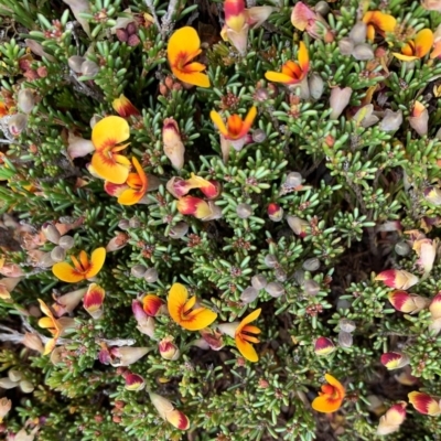 Dillwynia prostrata (Matted Parrot-pea) at Kosciuszko National Park - 17 Oct 2020 by trevsci