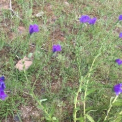 Echium plantagineum (Paterson's Curse) at O'Malley, ACT - 17 Oct 2020 by Tapirlord