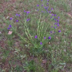 Echium plantagineum at O'Malley, ACT - 17 Oct 2020 03:30 PM