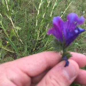 Echium plantagineum at O'Malley, ACT - 17 Oct 2020 03:30 PM