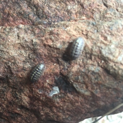 Armadillidium vulgare (Slater bug, woodlouse, pill bug, roley poley) at Red Hill to Yarralumla Creek - 17 Oct 2020 by Tapirlord