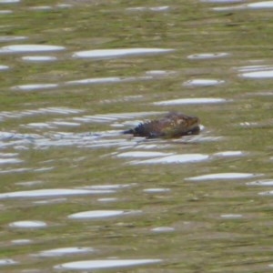 Intellagama lesueurii howittii at Queanbeyan, NSW - 24 Sep 2020