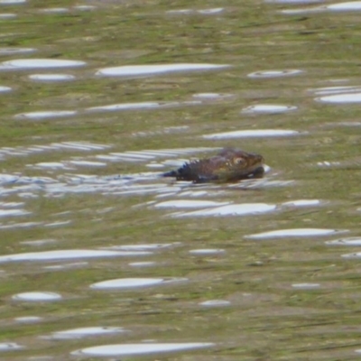 Intellagama lesueurii howittii (Gippsland Water Dragon) at QPRC LGA - 23 Sep 2020 by QPRCEEO