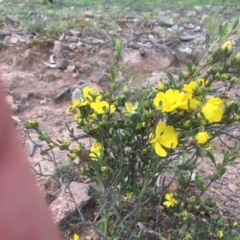 Hibbertia obtusifolia (Grey Guinea-flower) at O'Malley, ACT - 17 Oct 2020 by Tapirlord