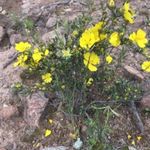 Hibbertia obtusifolia at O'Malley, ACT - 17 Oct 2020 03:29 PM