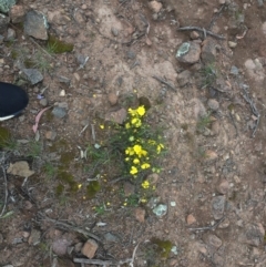 Hibbertia obtusifolia at O'Malley, ACT - 17 Oct 2020 03:29 PM