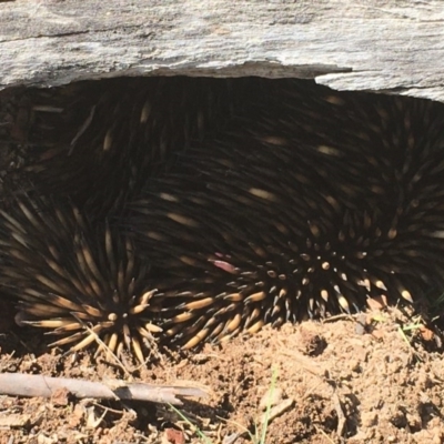 Tachyglossus aculeatus (Short-beaked Echidna) at Mulligans Flat - 17 Oct 2020 by Tapirlord