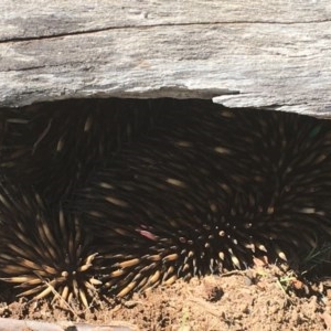 Tachyglossus aculeatus at Forde, ACT - 18 Oct 2020