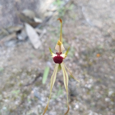 Caladenia parva (Brown-clubbed Spider Orchid) at Paddys River, ACT - 18 Oct 2020 by Greggy