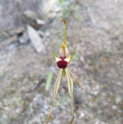 Caladenia parva (Brown-clubbed Spider Orchid) at Namadgi National Park - 18 Oct 2020 by Greggy