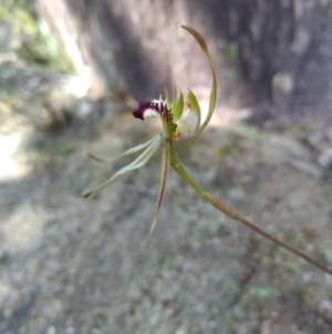 Caladenia parva at Paddys River, ACT - 18 Oct 2020