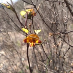 Diuris semilunulata (Late Leopard Orchid) at Paddys River, ACT - 18 Oct 2020 by Greggy
