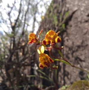 Diuris semilunulata at Paddys River, ACT - 18 Oct 2020