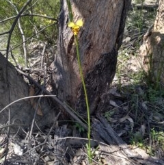 Diuris sulphurea (Tiger Orchid) at Paddys River, ACT - 18 Oct 2020 by Greggy