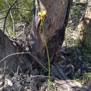 Diuris sulphurea at Paddys River, ACT - 18 Oct 2020