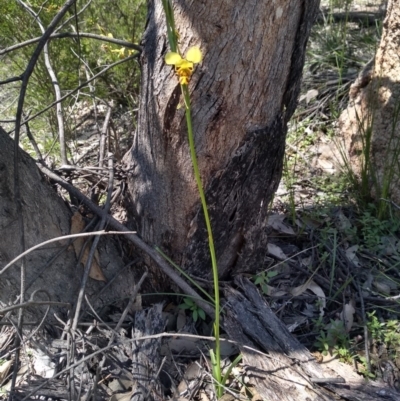 Diuris sulphurea (Tiger Orchid) at Paddys River, ACT - 18 Oct 2020 by Greggy