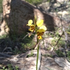 Diuris sulphurea at Paddys River, ACT - 18 Oct 2020