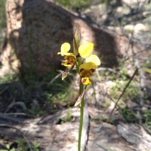 Diuris sulphurea at Paddys River, ACT - 18 Oct 2020