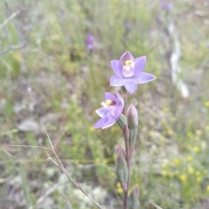 Thelymitra sp. (pauciflora complex) at Jerrabomberra, ACT - suppressed