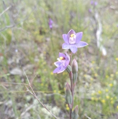 Thelymitra sp. (pauciflora complex) (Sun Orchid) at Isaacs Ridge and Nearby - 16 Oct 2020 by Greggy