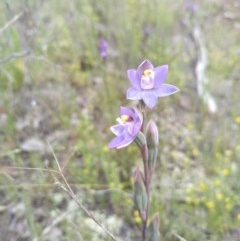 Thelymitra sp. (pauciflora complex) (Sun Orchid) at Jerrabomberra, ACT - 16 Oct 2020 by Greggy