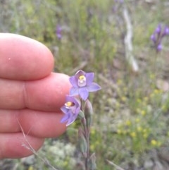 Thelymitra sp. (pauciflora complex) at Jerrabomberra, ACT - suppressed